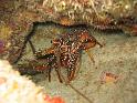 langouste brésiilenne panulirus guttatus